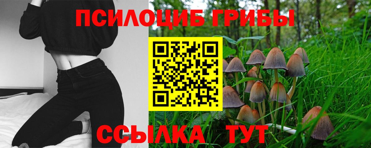 Псилоцибиновые грибы Psilocybe Мурманск